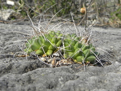 Mammillaria compressa compressa