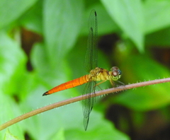 Orchithemis pulcherrima