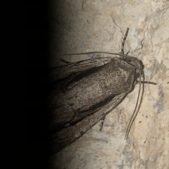Oncocnemidinae