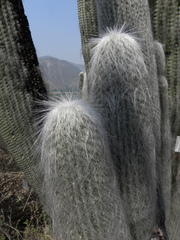 Cephalocereus senilis