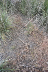 Coluber constrictor mormon