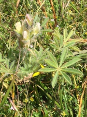 Lupinus densiflorus densiflorus