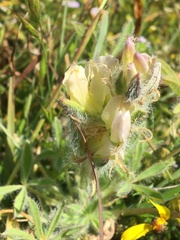 Lupinus densiflorus densiflorus