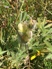 Lupinus densiflorus densiflorus