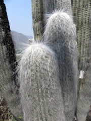 Cephalocereus senilis