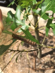 Anisota virginiensis