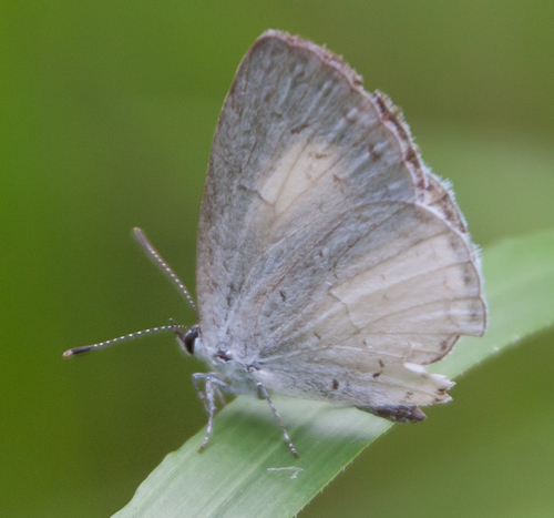 Summer Azure, Providence, Rhode Island, United States, photo 9 of 10