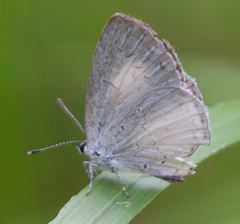 Celastrina neglecta