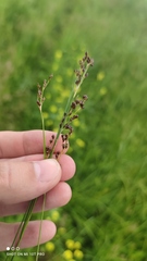 Juncus gerardii gerardii