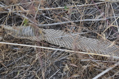 Coluber constrictor mormon