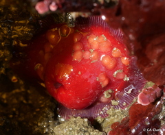 Epiactis lisbethae