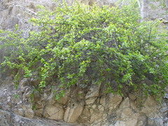 Bursera rupicola