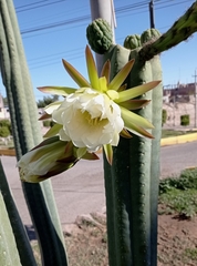 Trichocereus macrogonus pachanoi