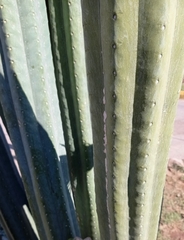 Trichocereus macrogonus pachanoi
