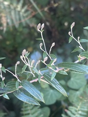 Athrixia phylicoides