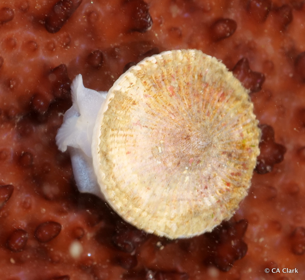Button Snails