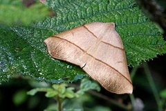 Systatica xanthastis