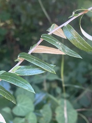 Athrixia phylicoides