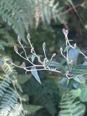 Athrixia phylicoides