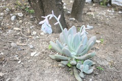 Pachyphytum longifolium