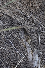 Coluber constrictor mormon