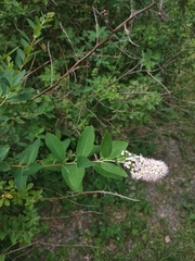 Spiraea salicifolia
