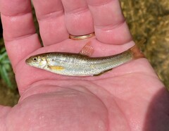 Campostoma oligolepis