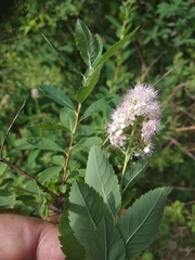 Spiraea salicifolia