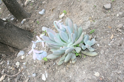 Pachyphytum longifolium Rose 2