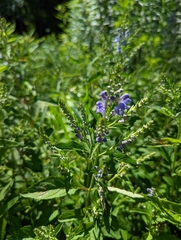 Scutellaria incana