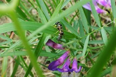 Pseudepipona herrichii