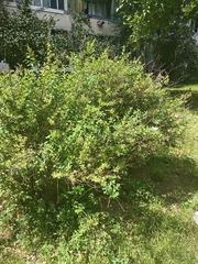 Spiraea salicifolia