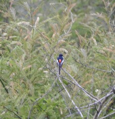 Pericrocotus erythropygius