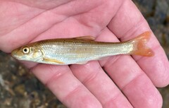 Campostoma oligolepis