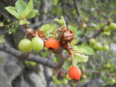 Bursera rupicola