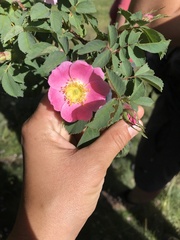 Rosa montana