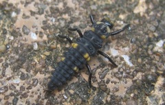 Coccinella septempunctata