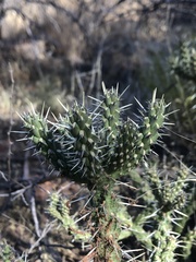 Cylindropuntia whipplei