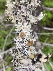 Hypogymnia recurva