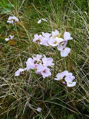 Cardamine polemonioides