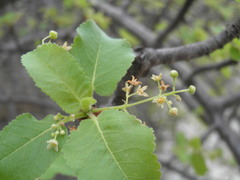 Bursera rupicola