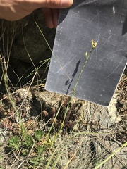 Alyssoides utriculata