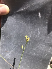 Alyssoides utriculata