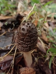 Amanita brunneolocularis