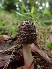 Amanita brunneolocularis