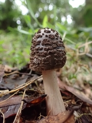 Amanita brunneolocularis