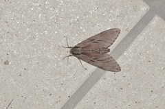 Sphinx caliginea