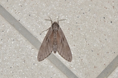 Sphinx caliginea