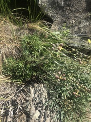 Alyssoides utriculata