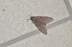 Sphinx caliginea